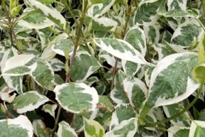 Cornus 'Bailhalo' 